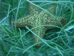 Starfish by Lora Tucker 